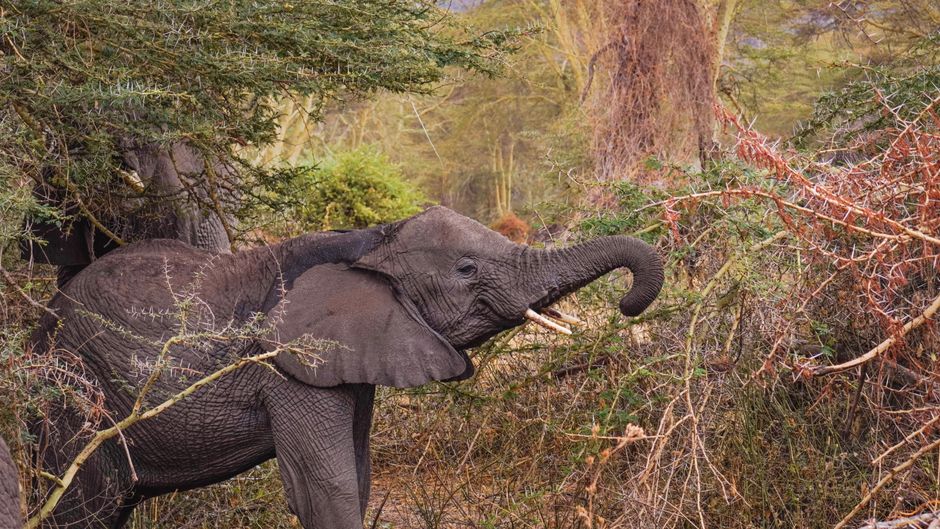 Best Mt Longonot Guided Climbing Expeditions Review: Conquering Kenya's Stunning Volcanic Crater Review 2026 - African elephant feeding on foliage in the wild forest environment.