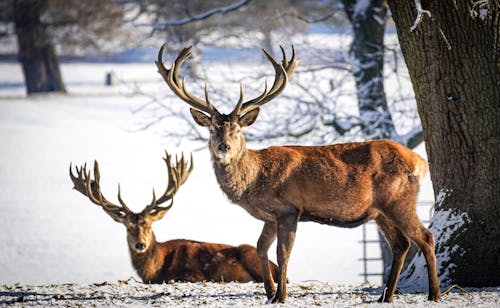 Two Deer in Winter 