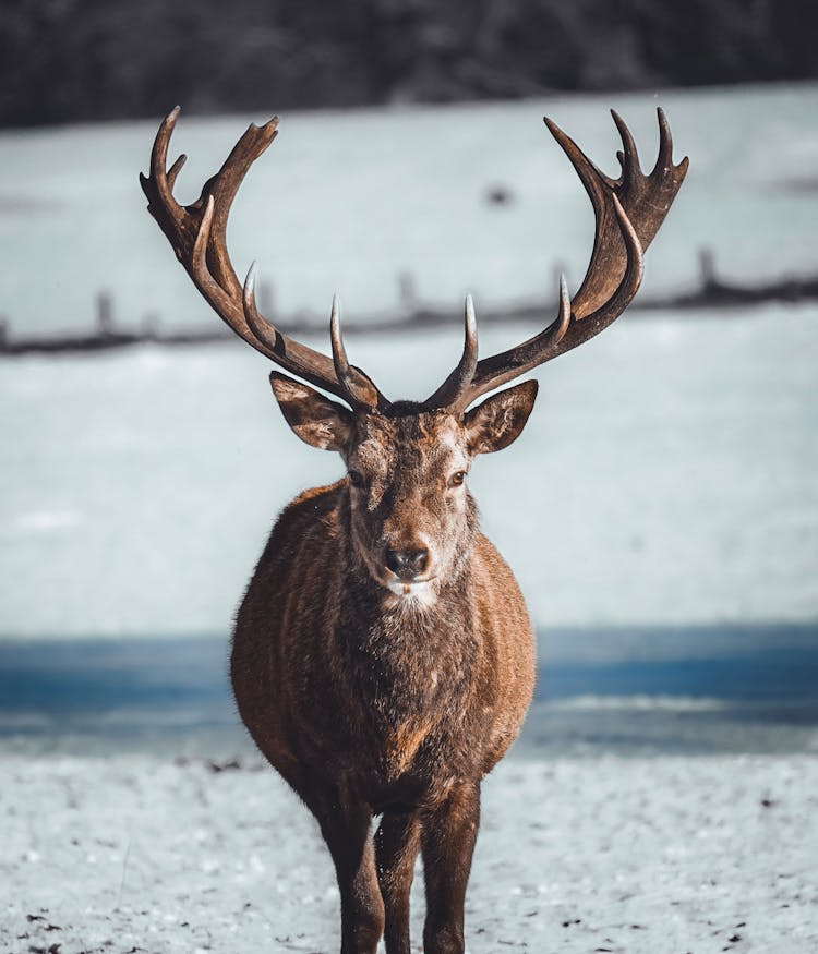 Reindeer In Nature