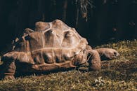 Tortoise Walking on Meadow
