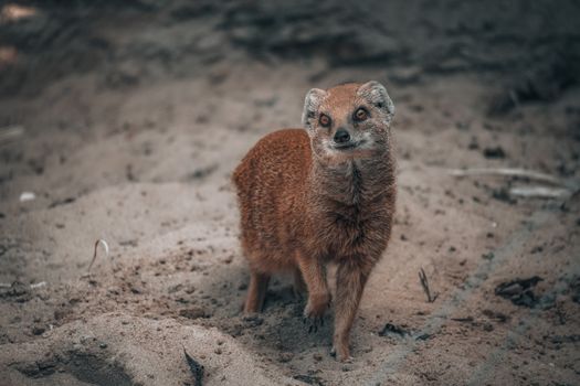 A curious yellow mongoose standing on sandy ground, exemplifying wildlife behavior.