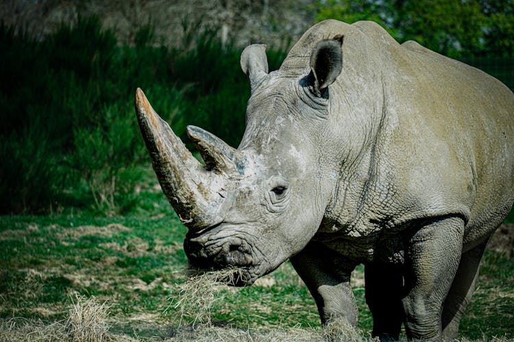 Rhinoceros Eating Grass