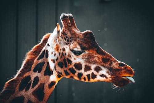 Бесплатное стоковое фото с жираф