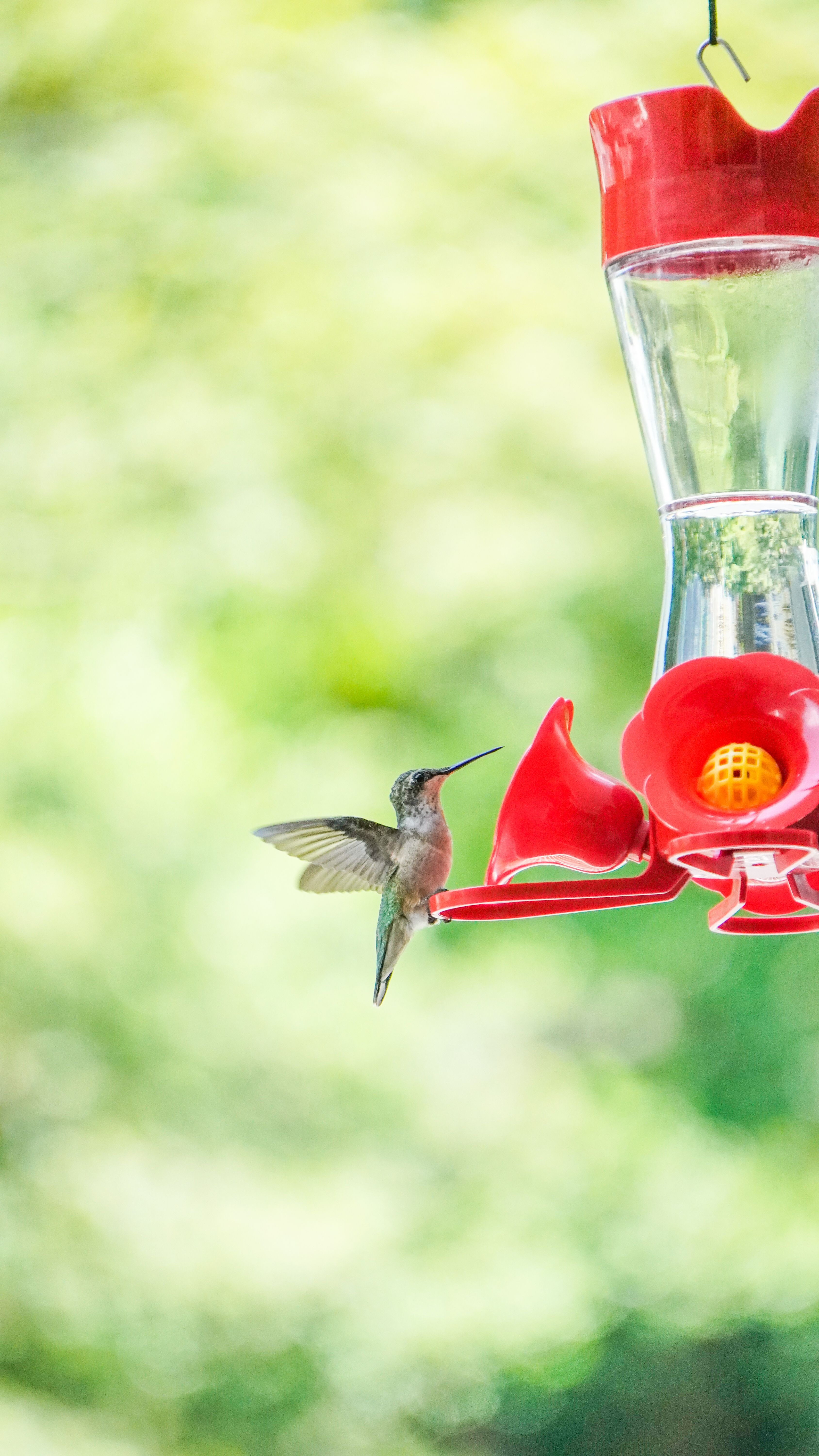 A close-up shot of a hummingbird feeding outdoors, capturing nature and wildlife.