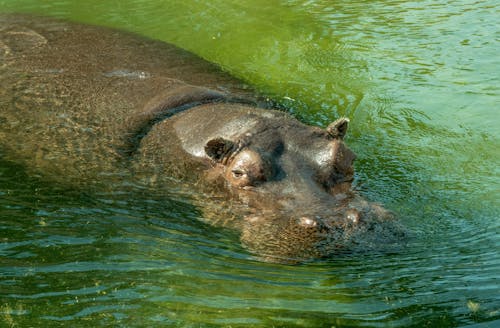 A Hippopotamus Swimming in the Water