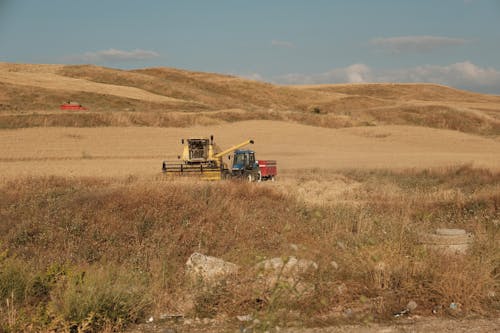 Landscape of a Crop with Harvesting Machines