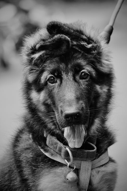 Black and White Photo of a German Shepherd Dog