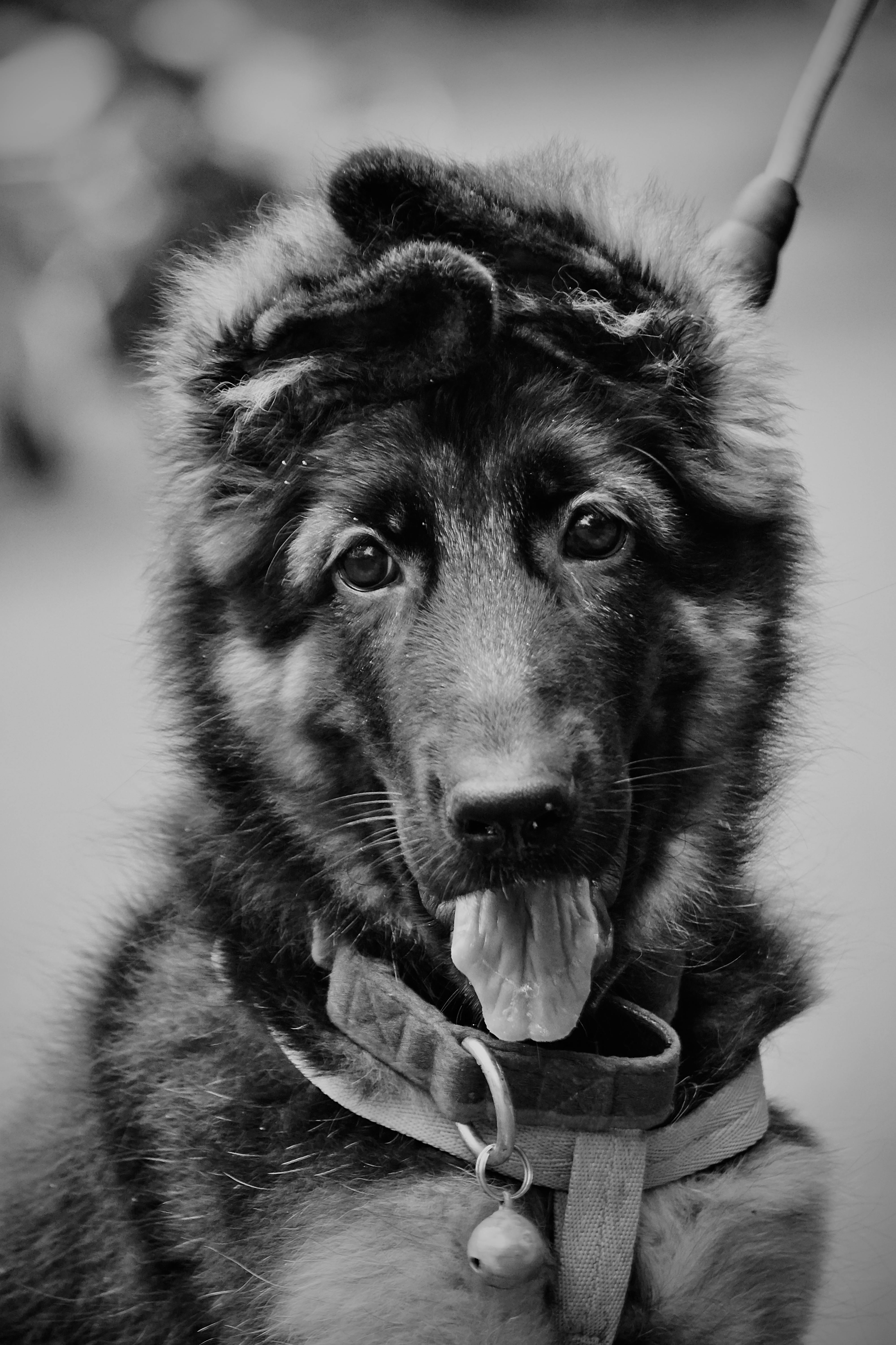 German Shepherd Photography Black And White