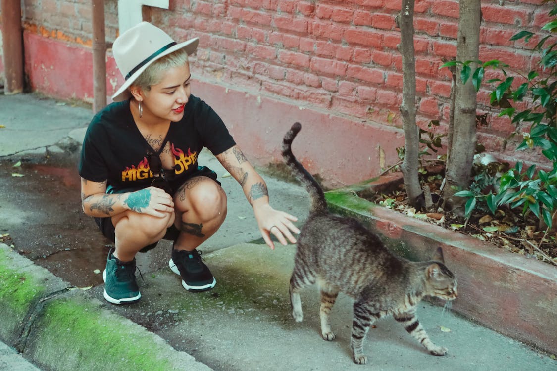 How to help your cat in heat? How to help your cat in heat?