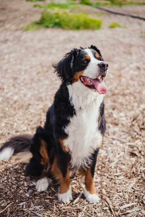 Free Adorable Bernese Mountain Dog sitting in a sunny San Francisco park. Stock Photo