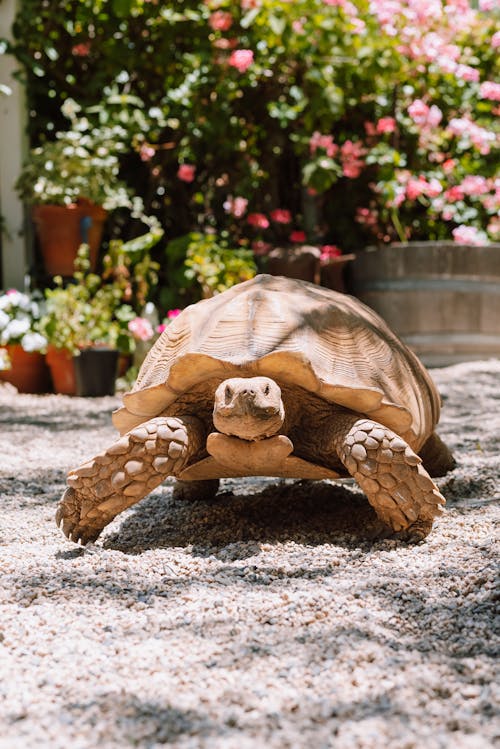 Бесплатное стоковое фото с centrochelys sulcata, африканская шпороносная черепаха, бороздчатая черепаха