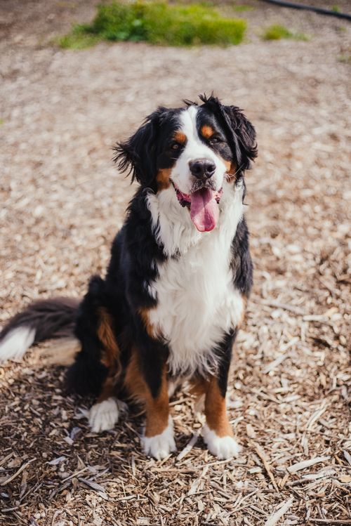 Free Charming Bernese Mountain Dog sitting on wood chips, showcasing its fluffy coat and friendly demeanor. Stock Photo
