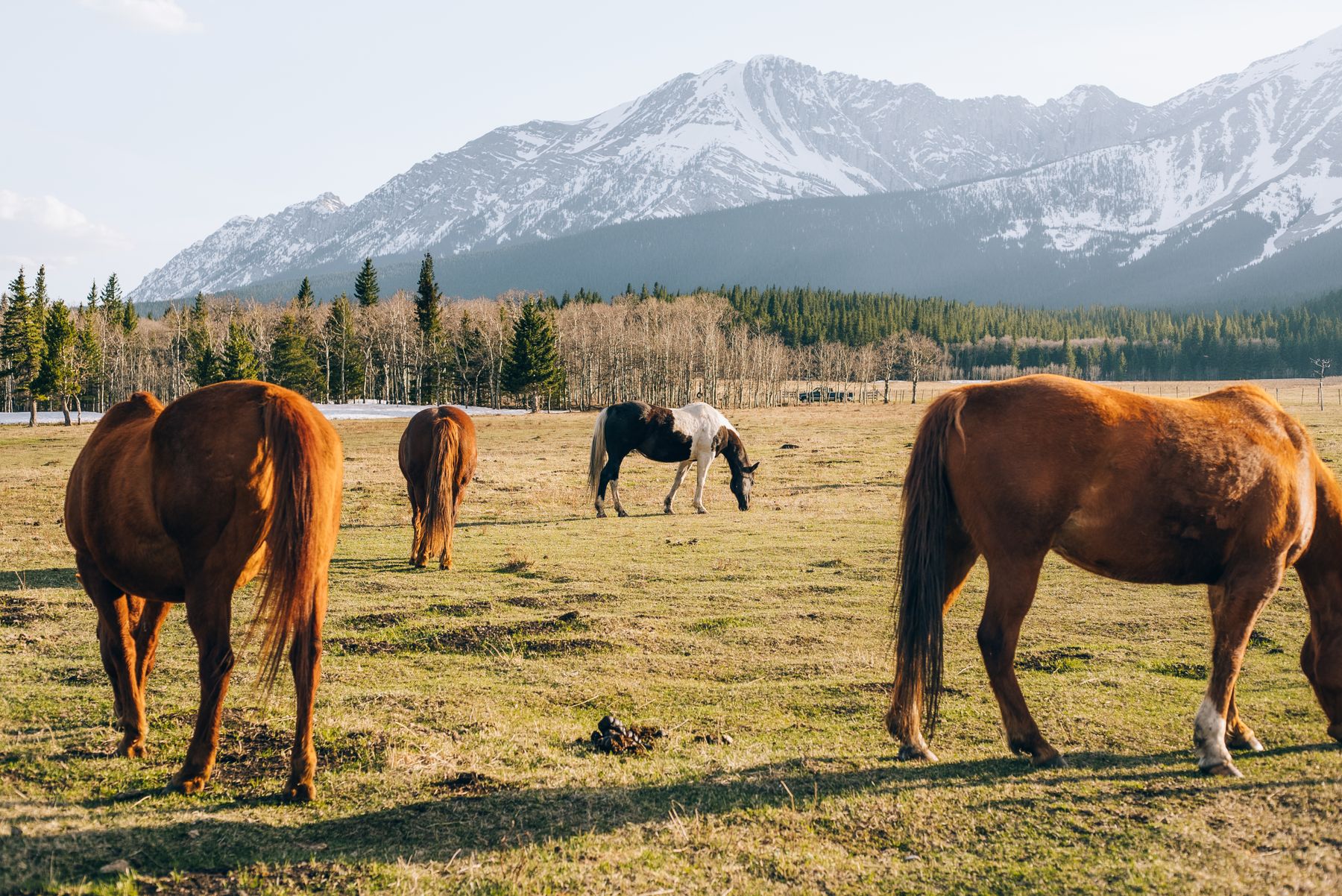 Horses grazing in open pasture beneath snow-covered mountain peaks.