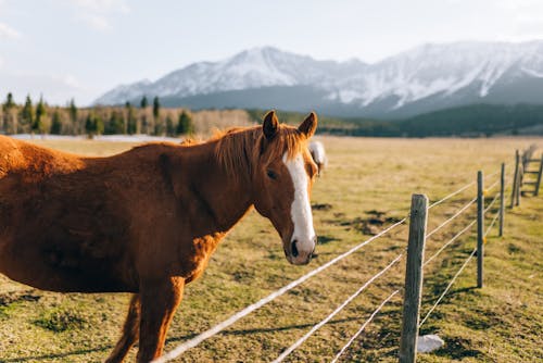 Brown Horse on Pasture