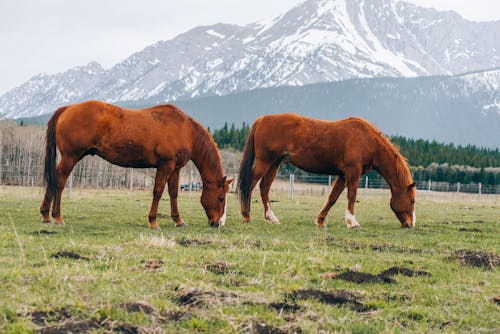 Brown Horses on Pasture