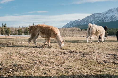Llamas on Pasture