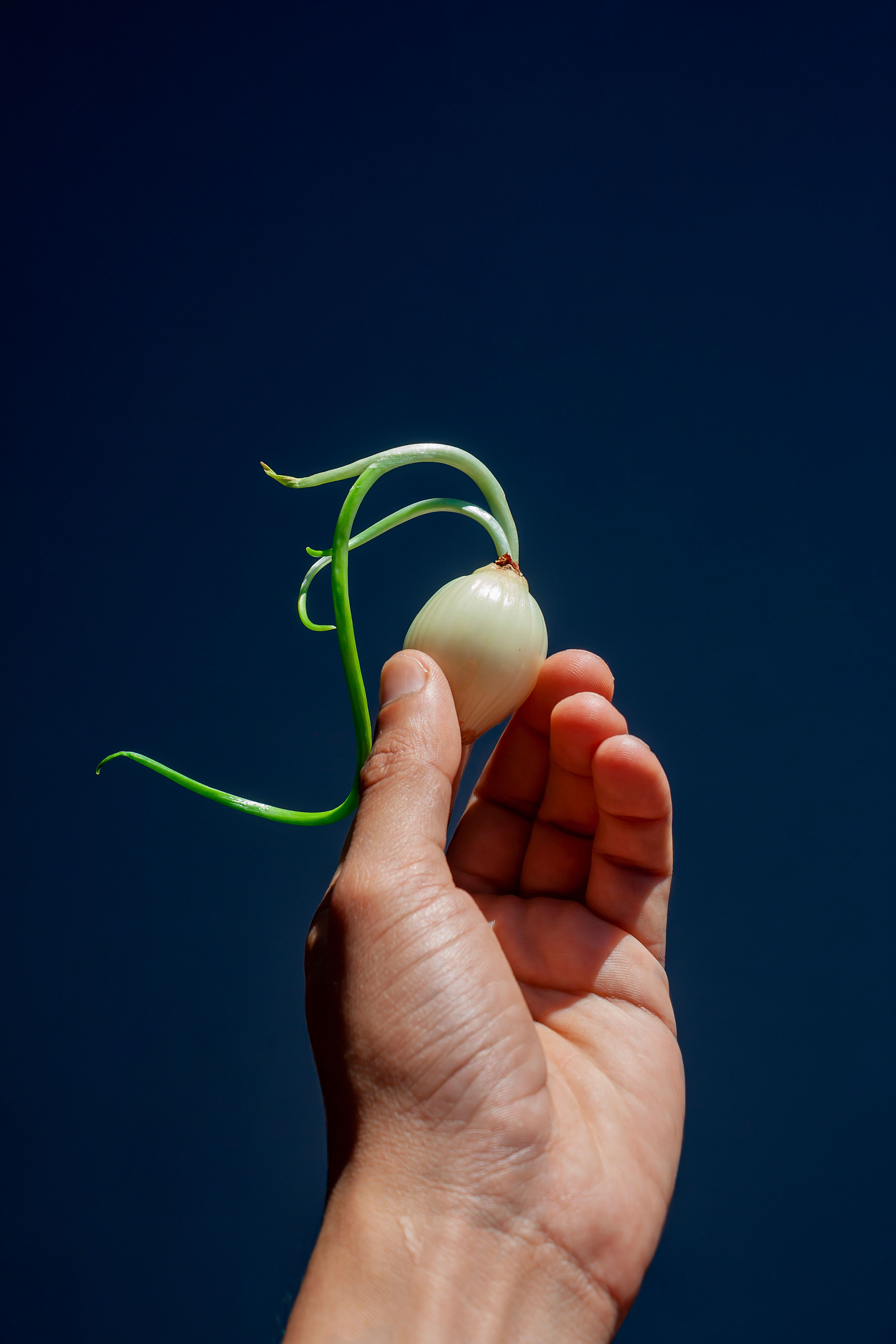 A hand holding a sprouting onion against a blue background, showcasing fresh growth.