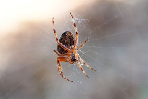 クモ, トラップ, ヨーロッパの庭のクモの無料の写真素材