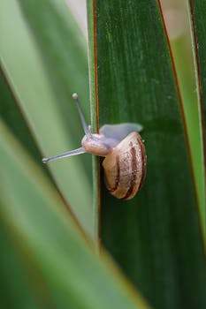 A detailed macro shot of a brown snail on a green leaf, showcasing its natural habitat.