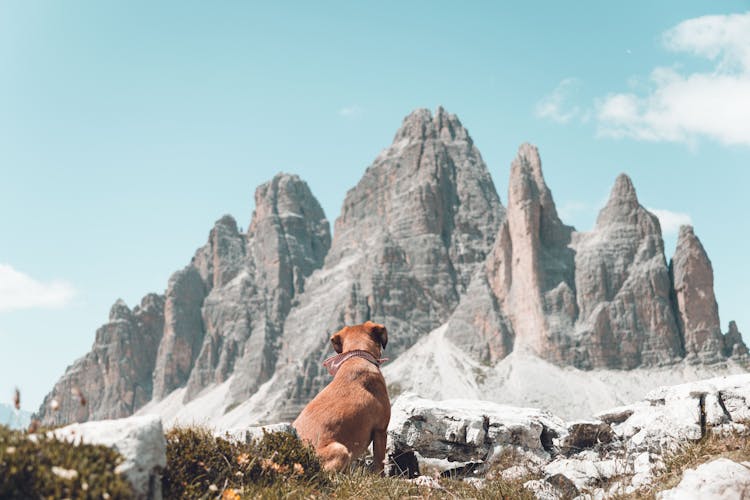 Dog In A Mountain Valley