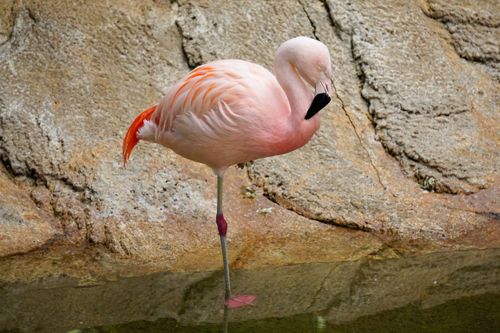 Free Close-up of a flamingo standing on one leg by a rocky water edge, showcasing its elegant posture. Stock Photo