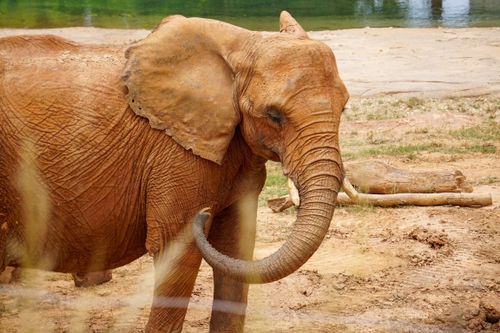 Free A detailed view of an African elephant in a naturalistic zoo setting in Atlanta. Stock Photo