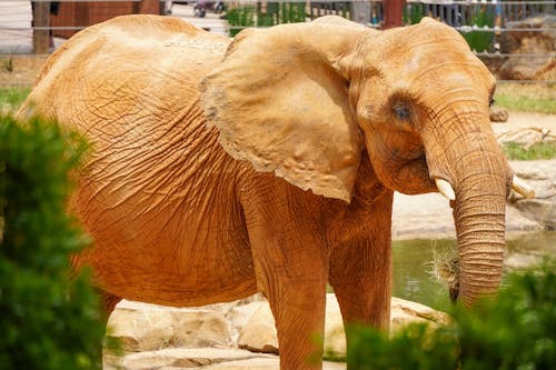 An Elephant at the Zoo 