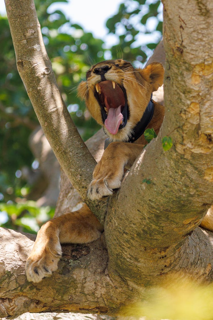 Lion On A Tree 