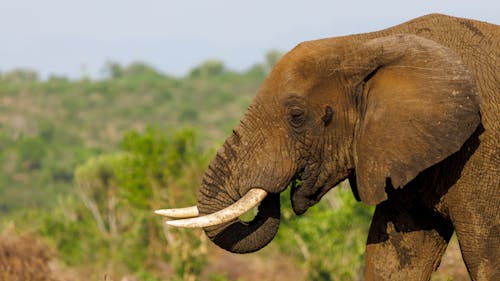 Gratis arkivbilde med afrika, afrikansk bush elefant, dyrefotografering