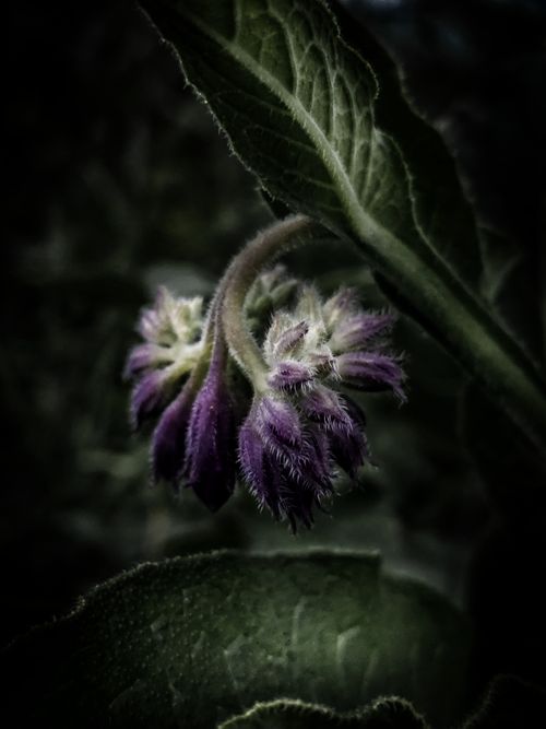 Free stock photo of biology, bloom, blooming Stock Photo
