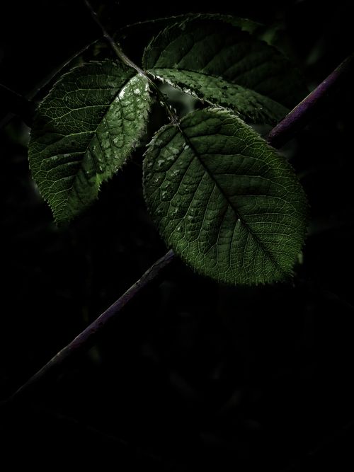 Free stock photo of botanic, garden, leaf Stock Photo