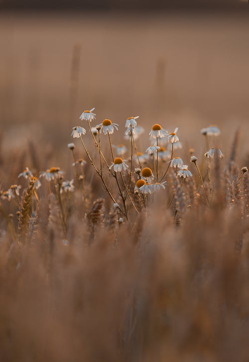 Chamomile Flowers Blooming in a Corn Field