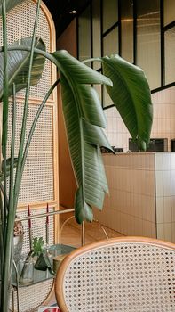 Stylish indoor setting featuring lush tropical leaves and a rattan chair for a modern natural vibe.
