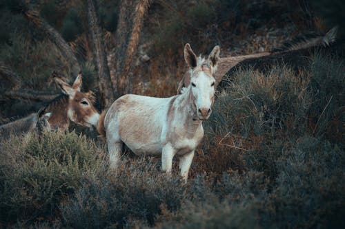 Photo of Wild Mules Standing in Bushes 