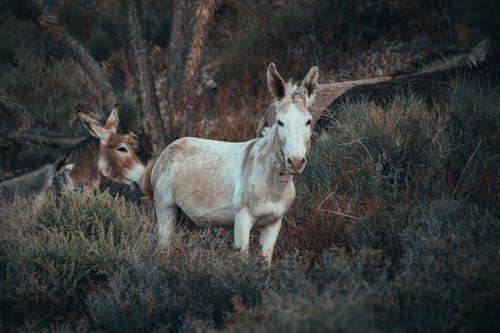 Foto d'estoc gratuïta de animals, arbres, arbustos