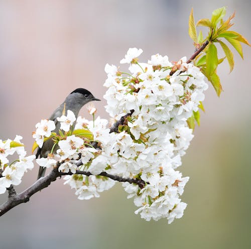 avrasya blackcap, bahar, çiçeklenmek içeren Ücretsiz stok fotoğraf