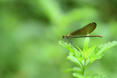 Close-Up Photo of a Damselfly Sitting on a Nettle Leaves