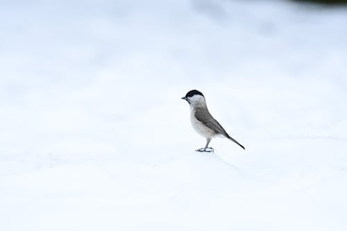 Willow Tit Standing on Snow