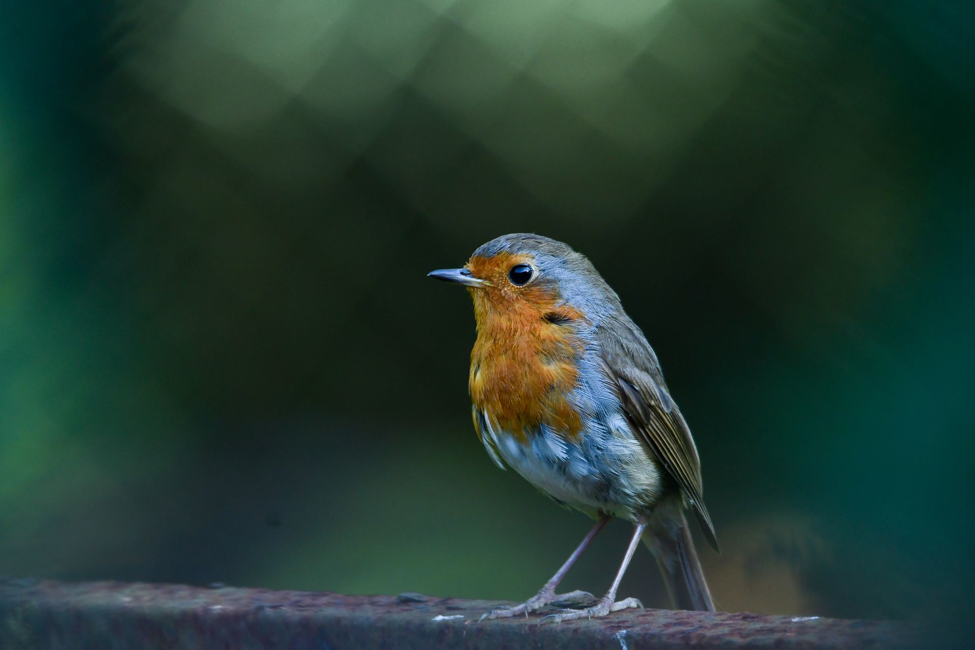 A beautiful European robin with a red breast perches in natural light, showcasing wildlife elegance.