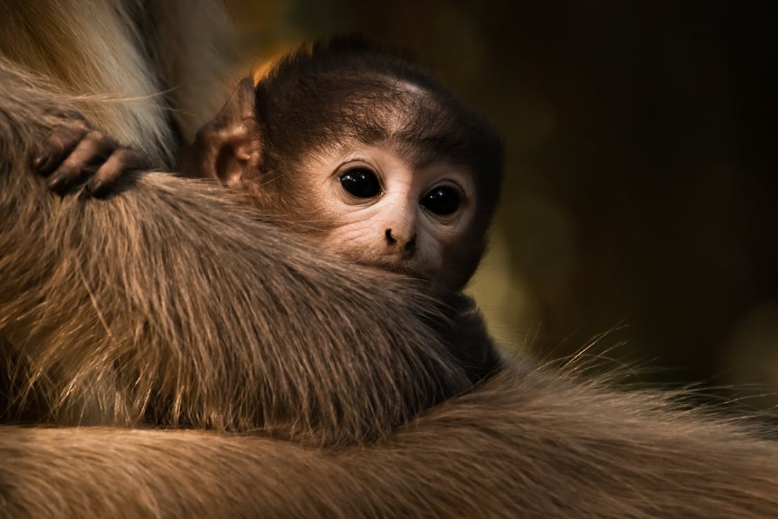 Baby Monkey in Mother Arms