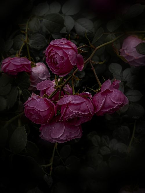 Free stock photo of blooming, blossom, bud Stock Photo