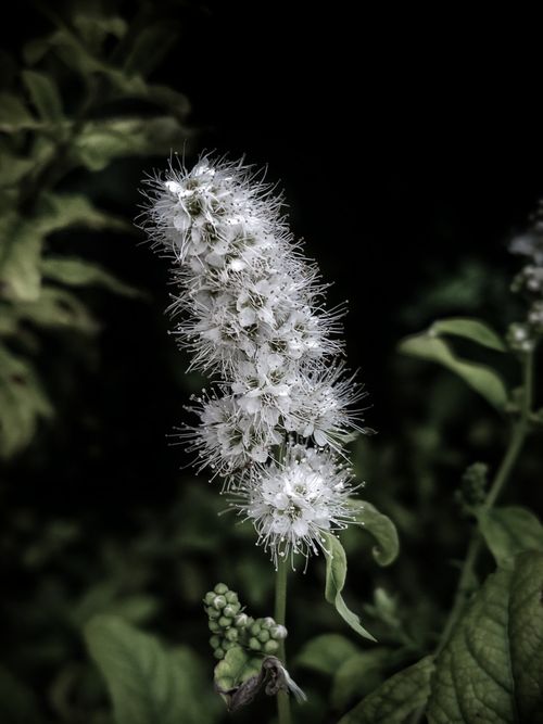 Free stock photo of biology, bloom, blooming Stock Photo