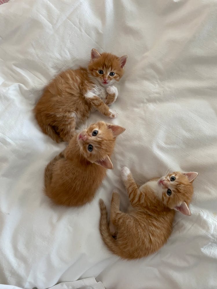 Little Kittens Lying On Bed