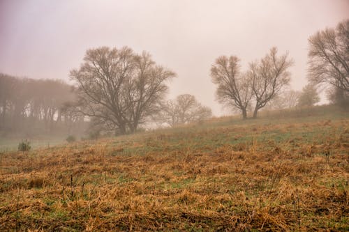 Foto stok gratis bidang, jatuh, kabut