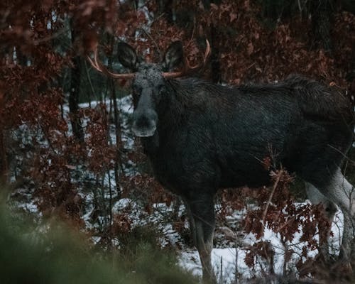 Ilmainen kuvapankkikuva tunnisteilla eläin, Hirvi, metsä