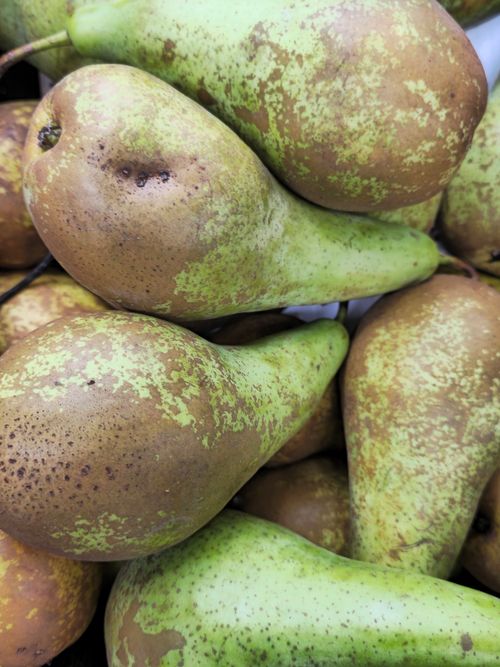 Free Detailed image of ripe conference pears showcasing texture and color. Stock Photo