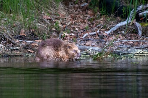 Ilmainen kuvapankkikuva tunnisteilla eläin, harvinainen, majava