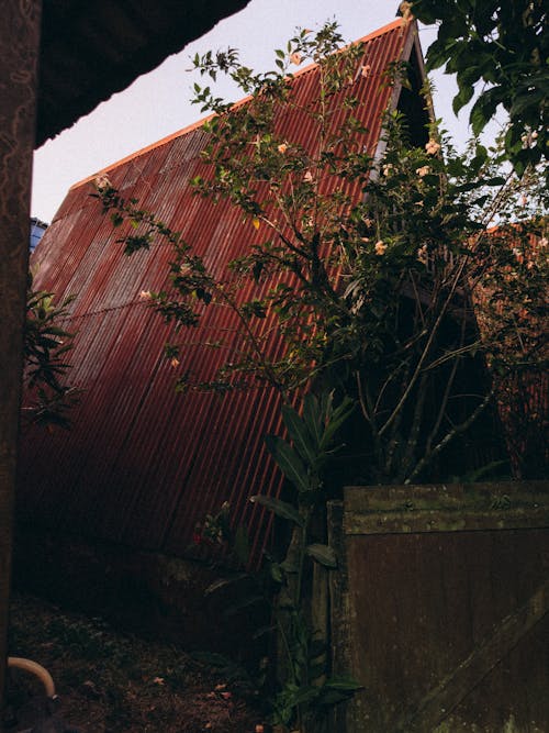 Roof Among Trees