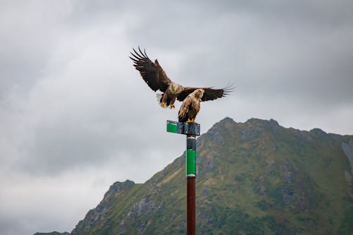 Imagine de stoc gratuită din lofoten, pasăre, stâlp