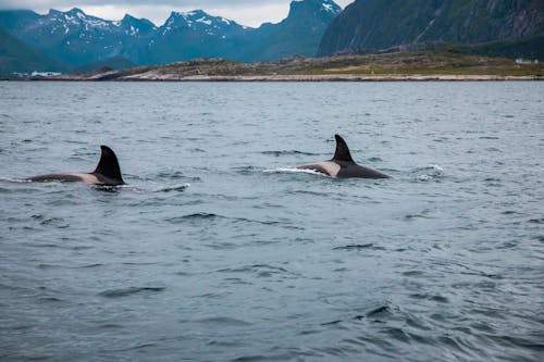 Ilmainen kuvapankkikuva tunnisteilla lofoten, meri, orca